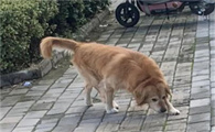 狗总咬自己的爪子怎么回事