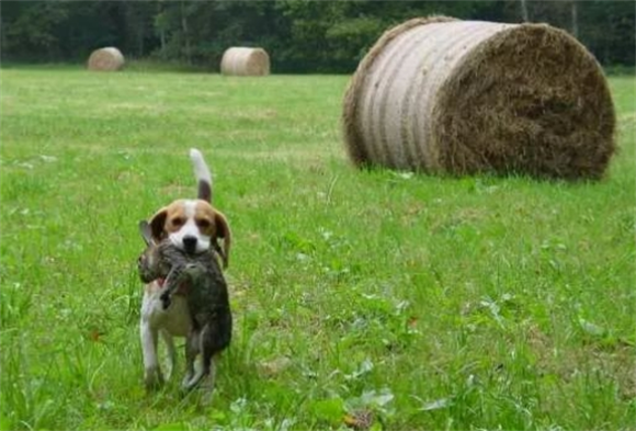 比格犬一生认几个主人？忠诚背后的真相令人感动！