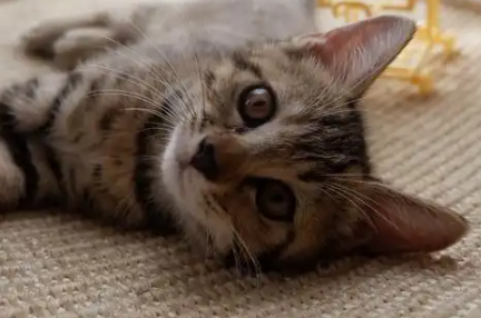怎么判断猫咪需要驱虫