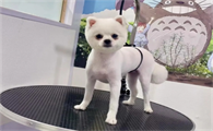 狗狗乳腺肿瘤良性快速鉴别