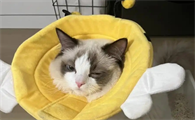 绝育公猫突然乱尿的原因是什么