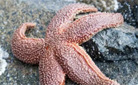 海星是爬行动物吗