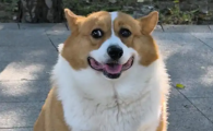 狗狗鼻梁上秃毛怎么办