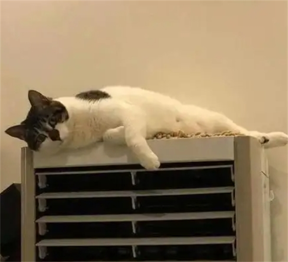 夏天太热猫咪在家里怎么办 夏天太热猫咪在家里怎么办