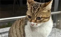 一个月的小猫拉稀了怎么办