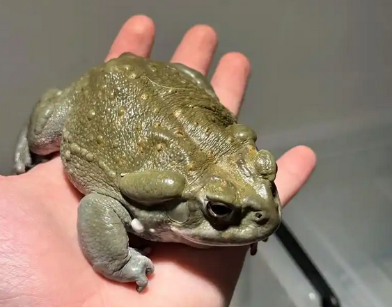 捉癞蛤蟆犯法吗 捉癞蛤蟆犯法吗