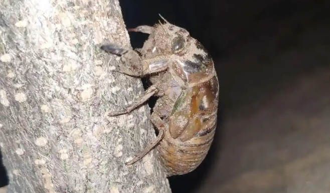 金蝉幼虫多少钱一斤