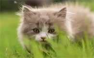 猫咪耳螨和耳虫区别