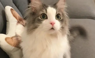 猫咪的蛋蛋是黑色的正常吗