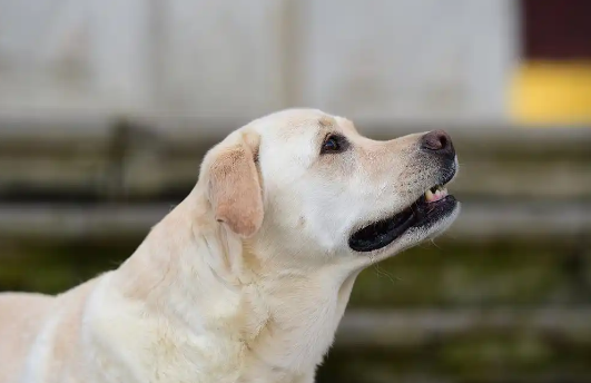 拉布拉多犬的致命缺点，你能忍吗？
