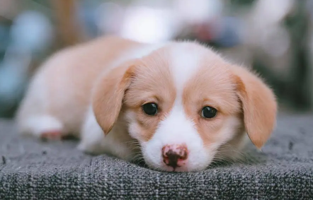 狗绝育后还需要避孕吗
