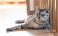 猫腿骨折了吃什么药恢复得快