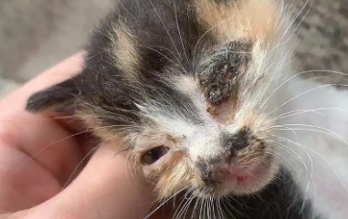 小奶猫眼睛糊住了用什么眼药水