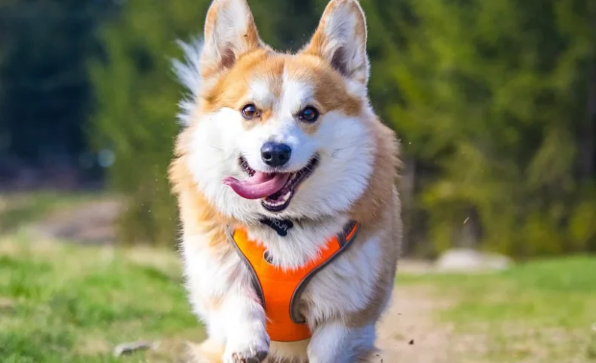 关于彭布罗克威尔斯柯基犬的历史起源,你知道吗? 关于彭布罗克威尔斯柯基犬的历史起源,你知道吗?