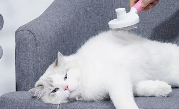 关于猫咪的毛发有哪些基本常识 关于猫咪的毛发有哪些基本常识