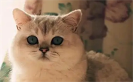 猫吐了吃什么药最好