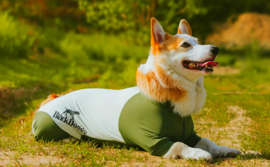 威尔斯柯基犬：英国王室的宠儿