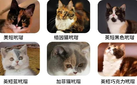 玳瑁猫:猫咪界的色彩大师 玳瑁猫:猫咪界的色彩大师