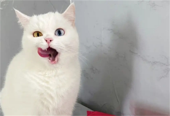 什么品牌猫条便宜又安全？猫条红榜品牌介绍！