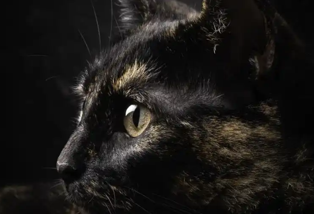 玳瑁猫：优雅的家庭伙伴