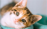 猫瘟的潜伏期一般是多久