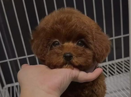 2月龄泰迪幼犬喂食标准,新手铲屎官必看! 2月龄泰迪幼犬喂食标准,新手铲屎官必看!