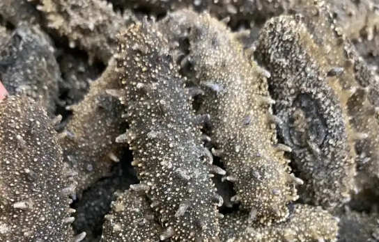纯辽参肽透析病人能吃吗