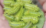 家有毛毛虫用什么药