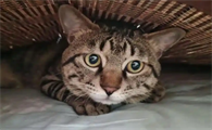 如何预防猫咪驱虫后出现不良反应