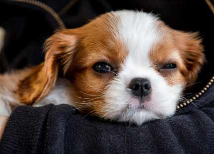 狗狗咳嗽呼吸不畅是什么原因 狗狗咳嗽呼吸不畅是什么原因