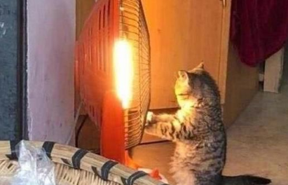 主人忙着做生意猫咪却在烤火,不过喵星人的表情可把客人都逗笑了 主人忙着做生意猫咪却在烤火,不过喵星人的表情可把客人都逗笑了