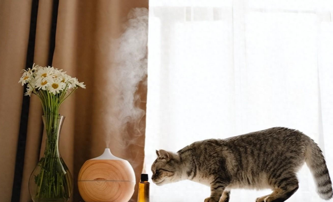 猫咪可以闻香薰吗