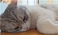 猫咪便血怎么办