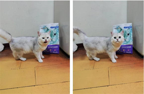 热门猫咪主食冻干推荐，选择不踩雷！——朗诺