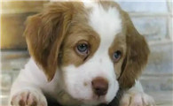 犬瘟狗狗能吃水果么