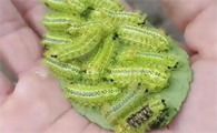 什么样的毛毛虫有毒