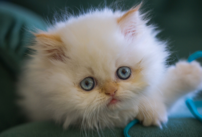 猫咪肾衰竭有什么症状 猫咪肾衰竭有什么症状