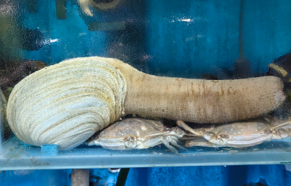 象拔蚌价格多少钱一个