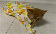 猫猫食欲不振的原因