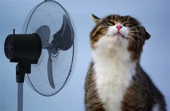 猫适合在多少的温度下生存啊 猫适合在多少的温度下生存啊