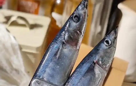 秋刀鱼是不是深海鱼