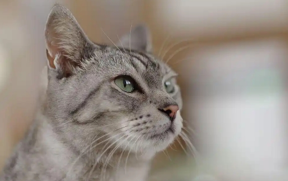 小猫吃多了拉稀 小猫吃多了拉稀