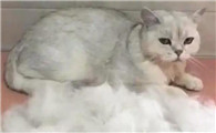 猫咪掉毛严重应该怎么办