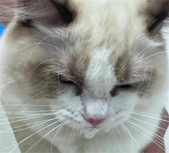 天热猫咪食欲会减退吗