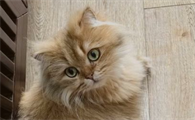 猫咪绝育了为什么还叫个不停