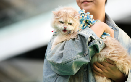 深圳率先实施内地宠物猫狗赴港检疫新规 隔离检疫期从120天减至30天 深圳率先实施内地宠物猫狗赴港检疫新规 隔离检疫期从120天减至30天