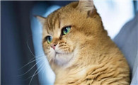 渐层母猫几个月适合怀孕