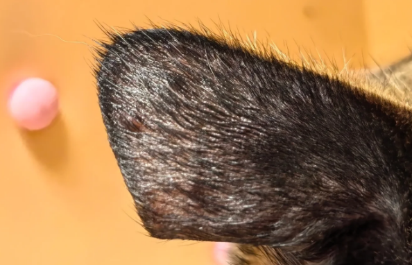 猫耳朵上长肉粒一样的东西 猫耳朵上长肉粒一样的东西