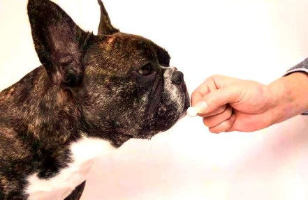 狗吃驱虫药呕吐后呼吸急促