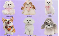 哪些犬种天生性格温顺亲人